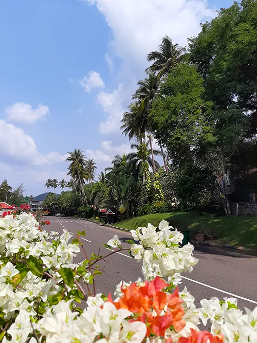 flowers covering the road view with palms